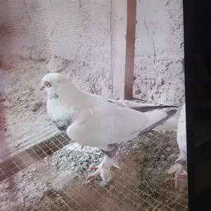 Кафтари соч, Фархор