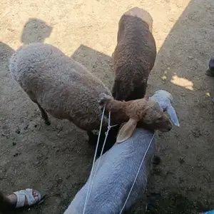 кучкор солук, Худжанд