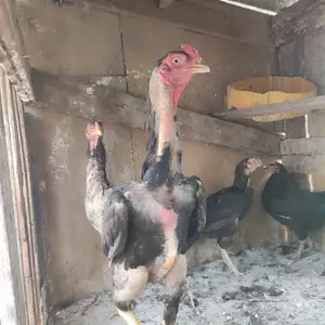 Дакан, Яван