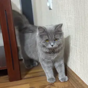 Британская кошка, Душанбе