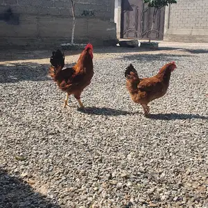 Мургхои ломан браун, Худжанд