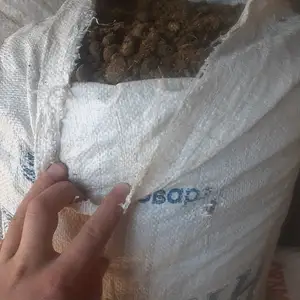 Поруи Гусфанд, Душанбе