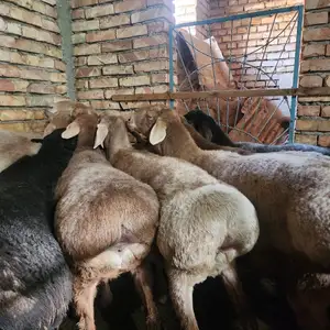 Гусфанд, Худжанд