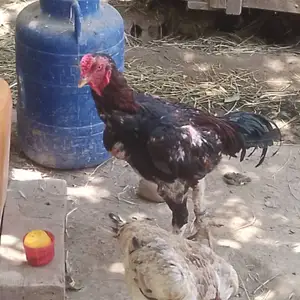 Дакан, Кабодиён