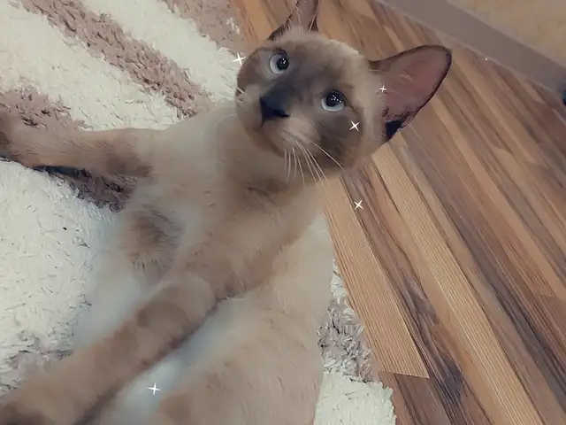 Сиамский котенок, Худжанд