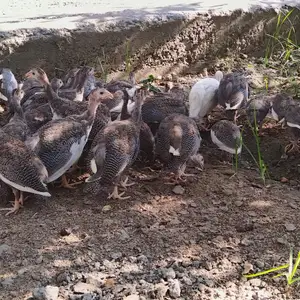 Цесарки, Худжанд