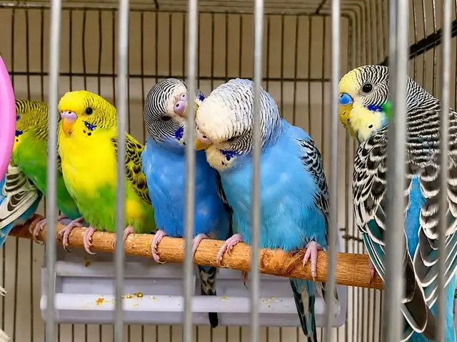Попугай Аноним, Душанбе
