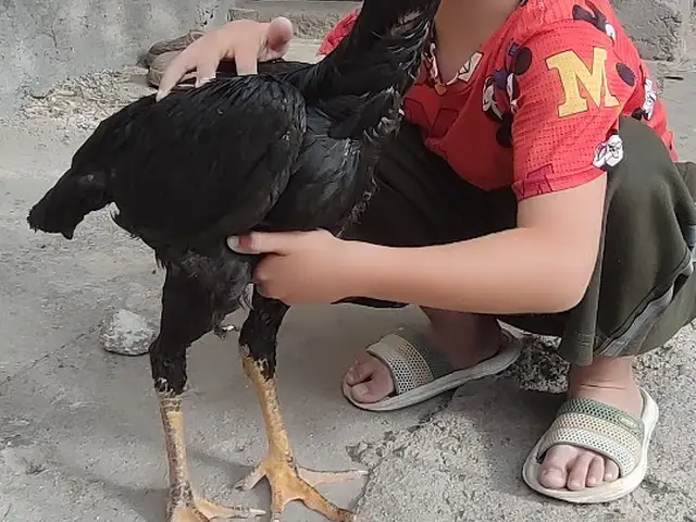 Чуча, Душанбе