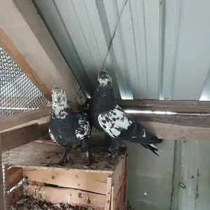 Кафтар / Голуби, Душанбе