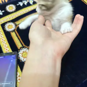 Кошка, Душанбе