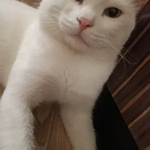 Утерян кот, Худжанд