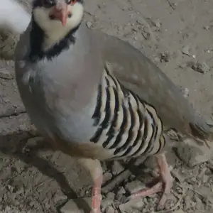 Кабк гибрид, Душанбе