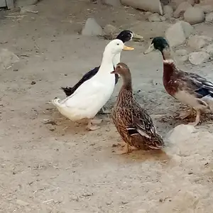Мургобихо, Рӯдакӣ