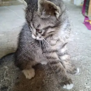 Кошка, Душанбе