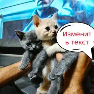 Британская шиншилла, Душанбе