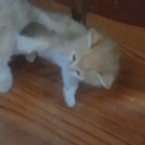 Котята, Душанбе