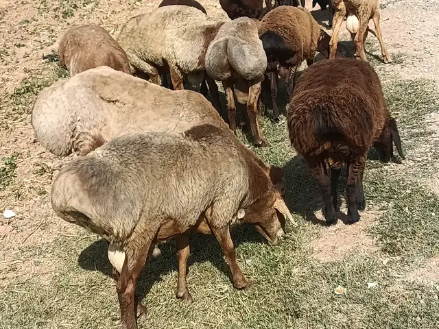 Гусфанд, Душанбе