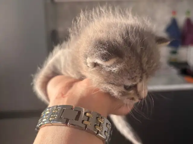 Котята, Худжанд