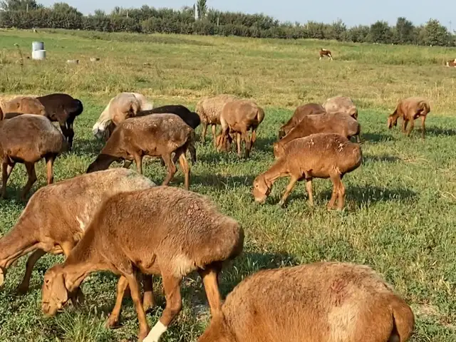 Солук, Хуҷанд
