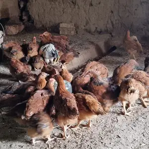 Чуҷаи ломан браун, Гиссар