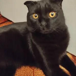 Кошка на вязку, Душанбе