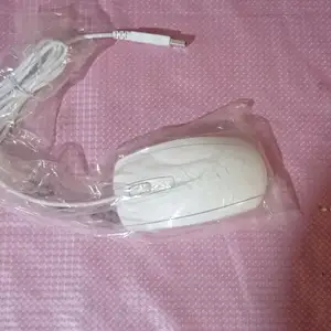 Мышь, Худжанд