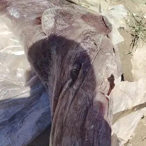 Клейи кавшхо, Худжанд