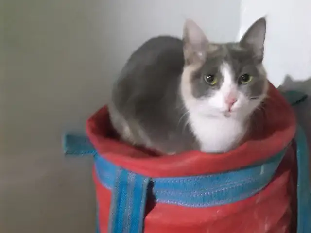 Пропала кошка, Хуҷанд