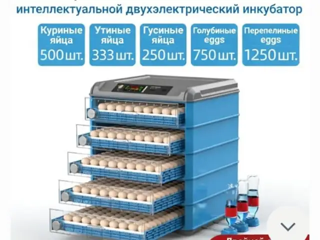 Инкубатор, Худжанд