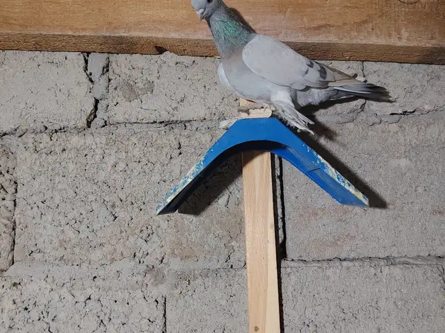 Кафтар, Душанбе