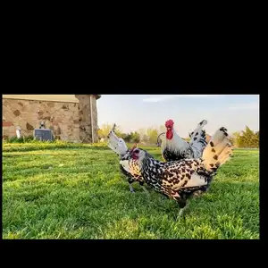 Тухми гамбургский, Гиссар