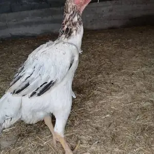 Дакан мокиён, Душанбе