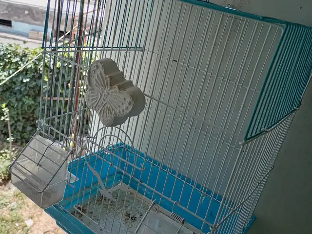 Клетка, Худжанд
