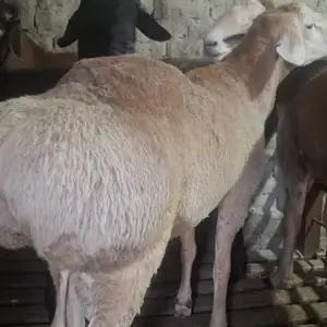 Гусфанд, Худжанд
