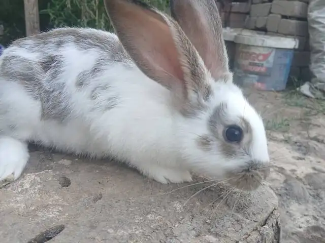 Харгуш, Рӯдакӣ