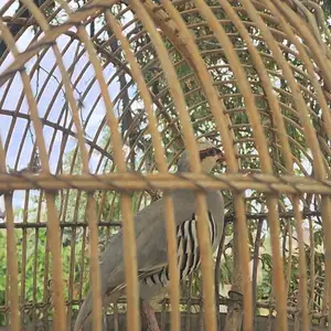 Кабк, Худжанд