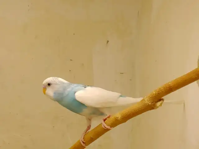 Попугай, Душанбе