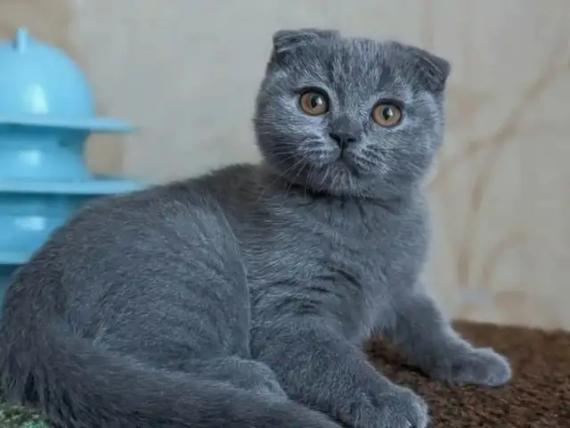 Шотландская Самка, Душанбе