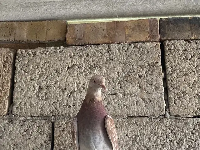 Кабутар, Ҳисор