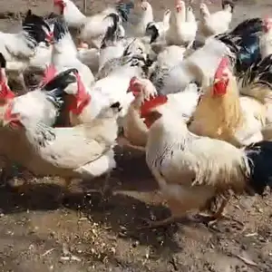Тухм мургр ябушка, Душанбе