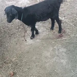 Буз, Спитамен