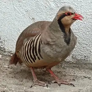 Кабк, Душанбе