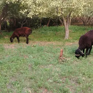Кушкор, Гиссар
