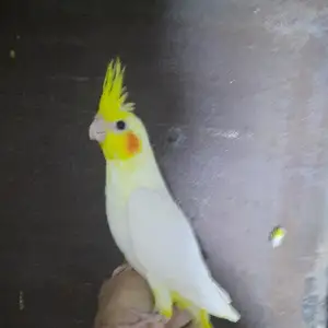 Попугай, Душанбе