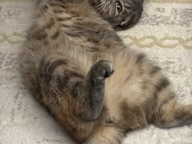 Кошка Муизза, Ваҳдат