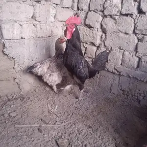 Хурӯсу мокиён, Канибадам