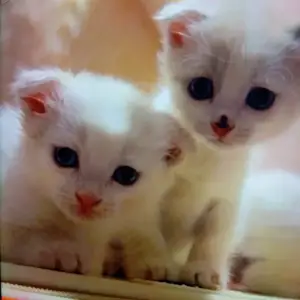 Шотландские вислоухие котята, Душанбе