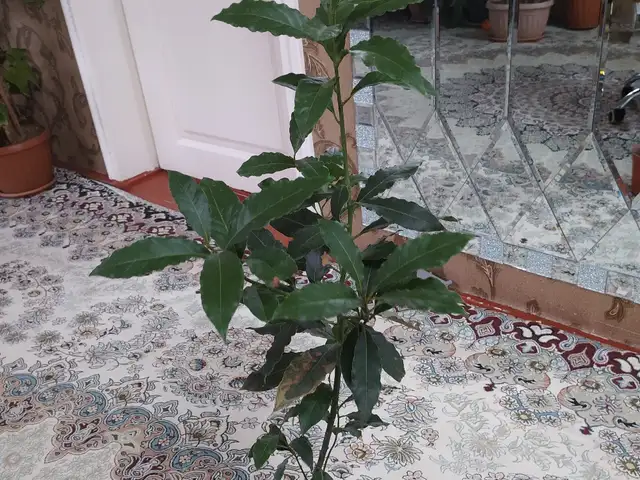 Лавр, Душанбе