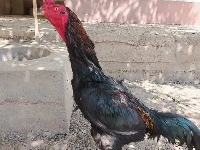 Чучахои дакан, Турсунзаде