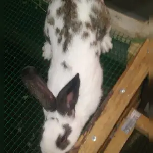 Харгуши нар, Вахдат